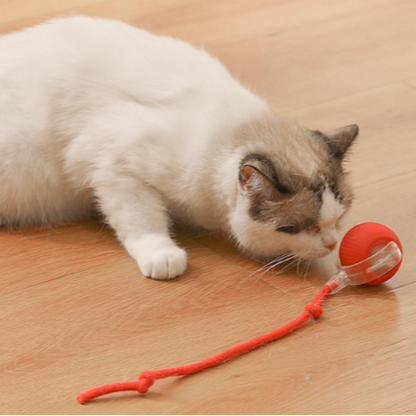 2 JUGUETES INTERACTIVOS PARA MASCOTAS / PAGO CONTRA ENTREGA